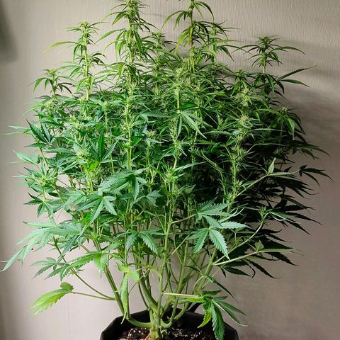 Skywalker  growlog timeline photo
