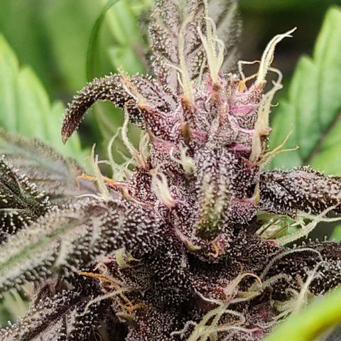 Blackberry growlog timeline photo