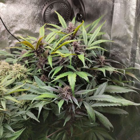 Blackberry growlog timeline photo