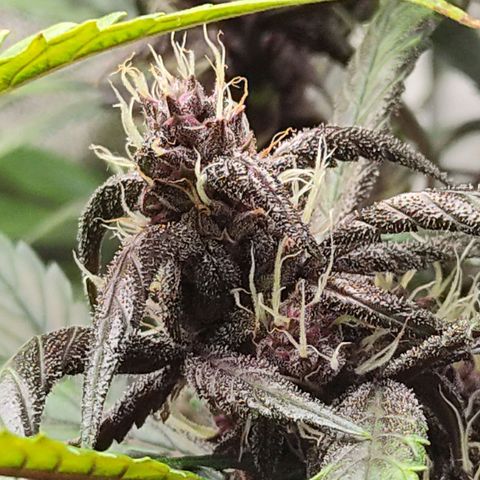 Blackberry growlog timeline photo