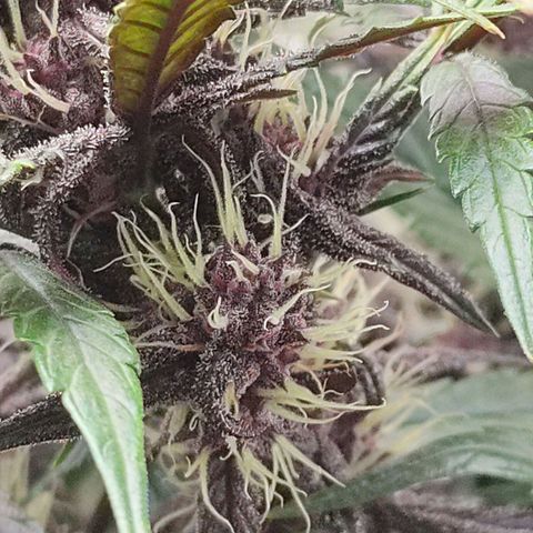 Blackberry growlog timeline photo