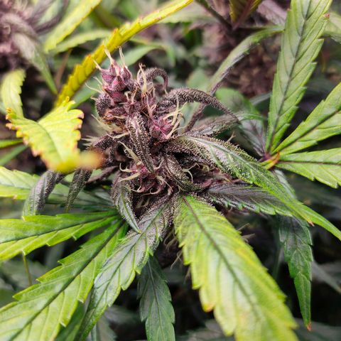 Blackberry growlog timeline photo
