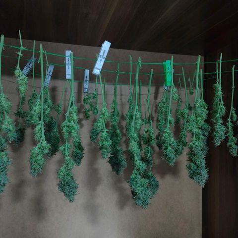 Amnezia growlog timeline photo