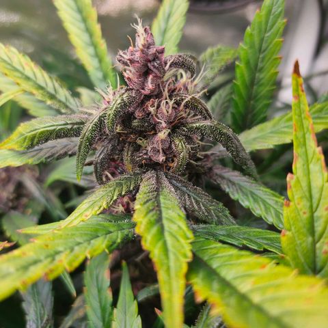 Blackberry growlog timeline photo