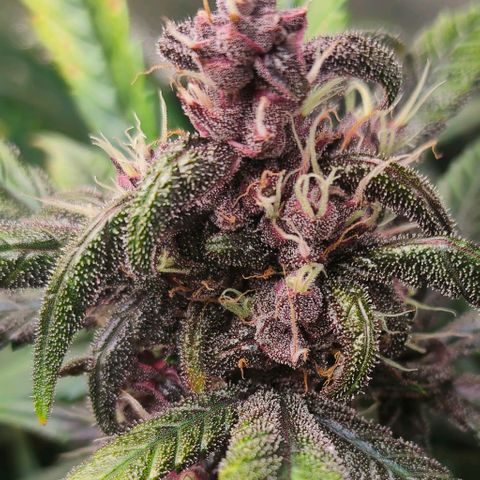 Blackberry growlog timeline photo