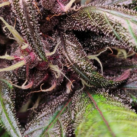 Blackberry growlog timeline photo