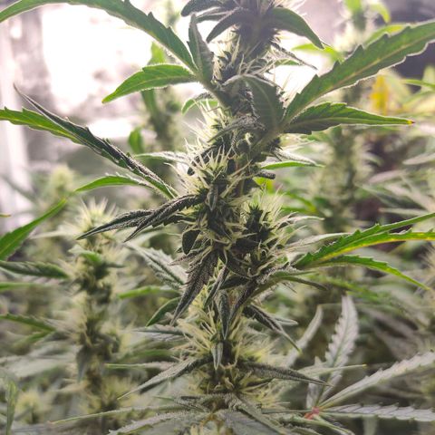 Skywalker  growlog timeline photo