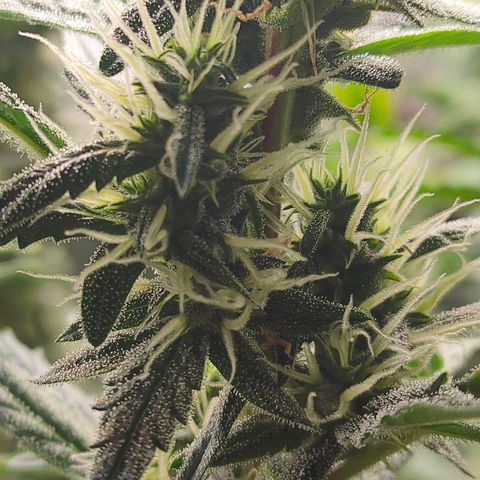 Skywalker  growlog timeline photo