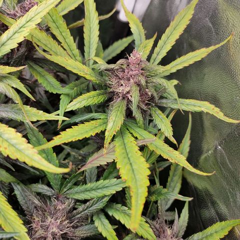 Blackberry growlog timeline photo