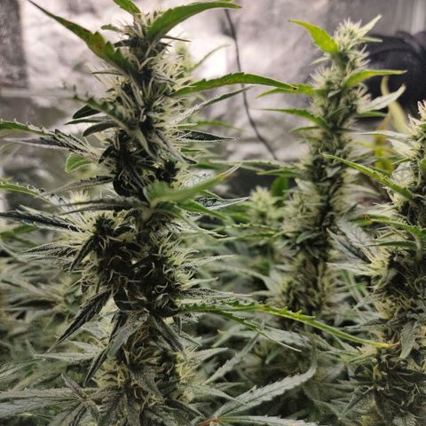 Skywalker  growlog timeline photo