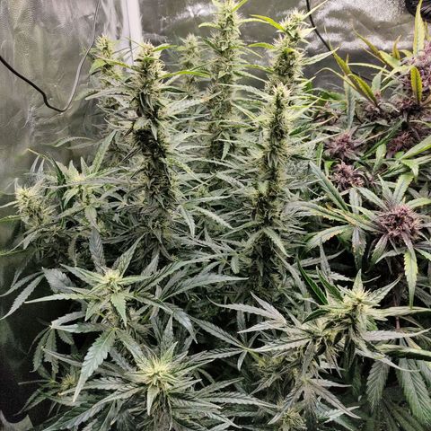 Skywalker  growlog timeline photo