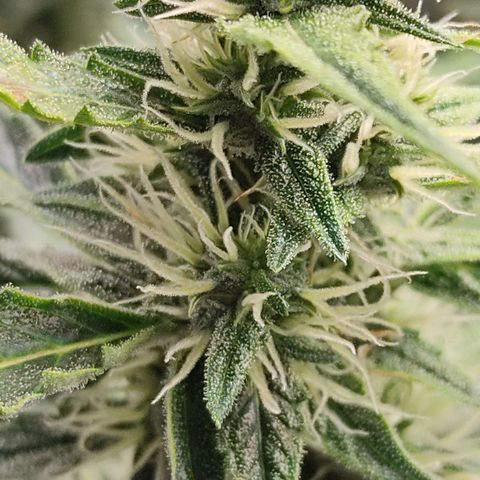 Skywalker  growlog timeline photo