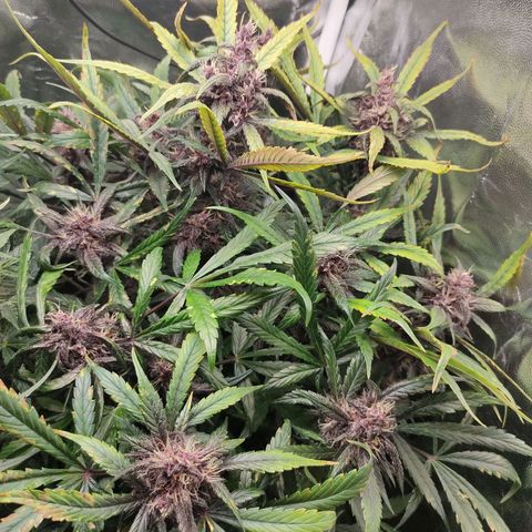 Blackberry growlog timeline photo