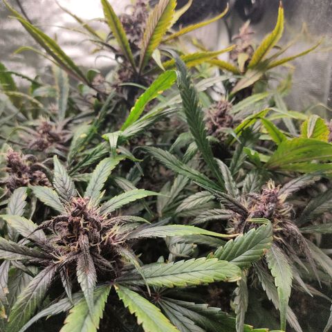Blackberry growlog timeline photo