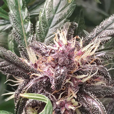 Blackberry growlog timeline photo