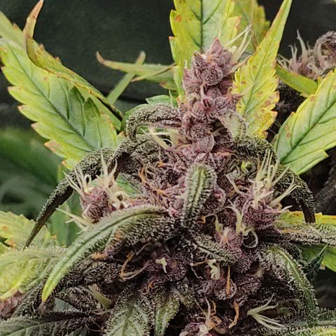 Blackberry growlog timeline photo