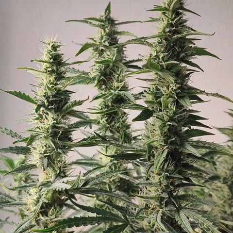 Skywalker  growlog timeline photo