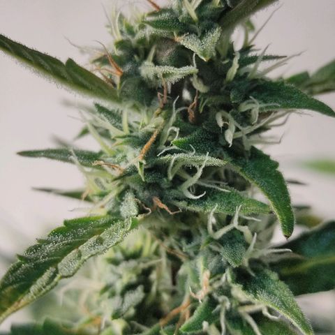 Skywalker  growlog timeline photo