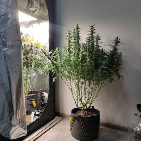 Skywalker  growlog timeline photo