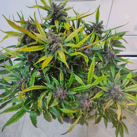 Blackberry growlog timeline photo