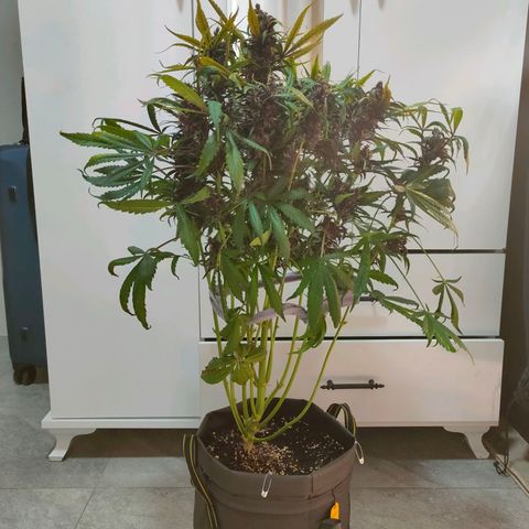 Blackberry growlog timeline photo