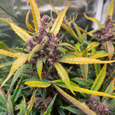 Blackberry growlog timeline photo