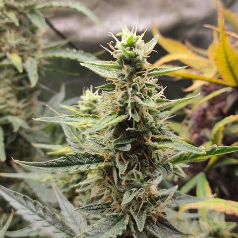 Skywalker  growlog timeline photo