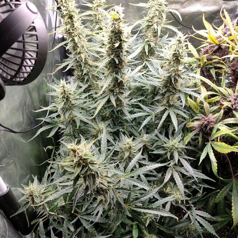 Skywalker  growlog timeline photo
