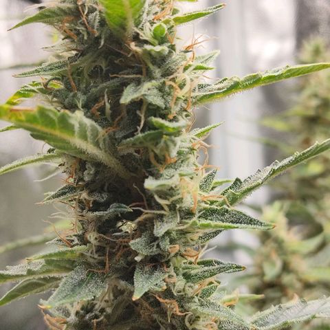 Skywalker  growlog timeline photo