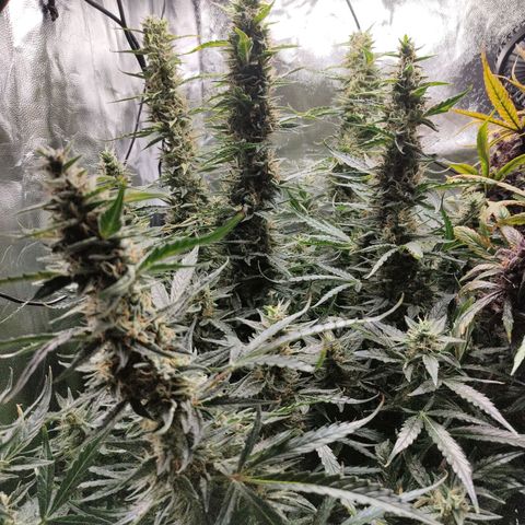 Skywalker  growlog timeline photo