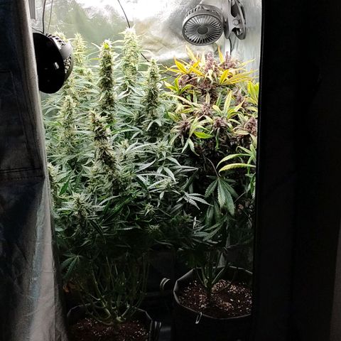 Skywalker  growlog timeline photo