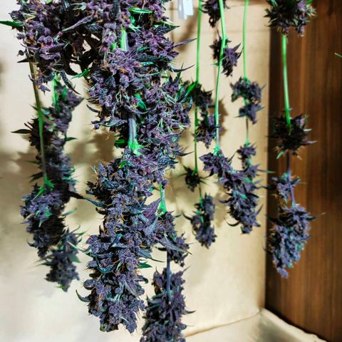 Blackberry growlog timeline photo
