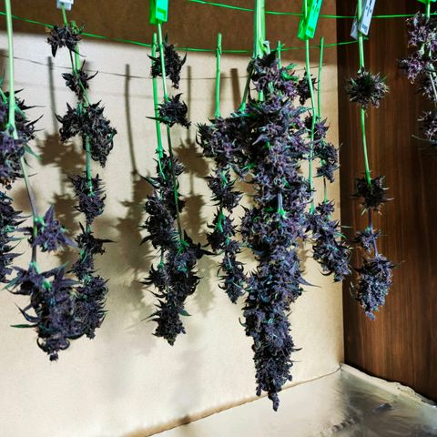 Blackberry growlog timeline photo