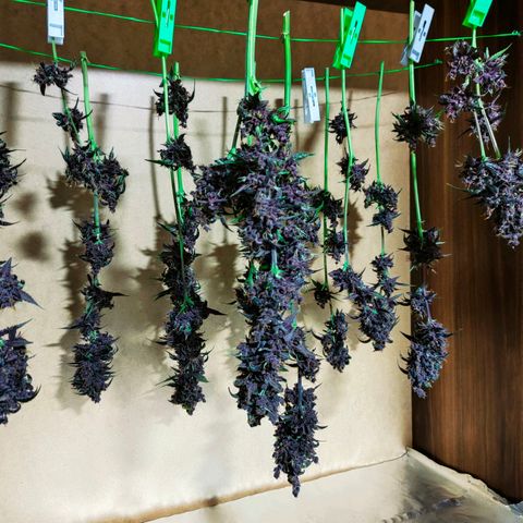 Blackberry growlog timeline photo