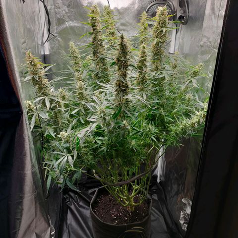 Skywalker  growlog timeline photo
