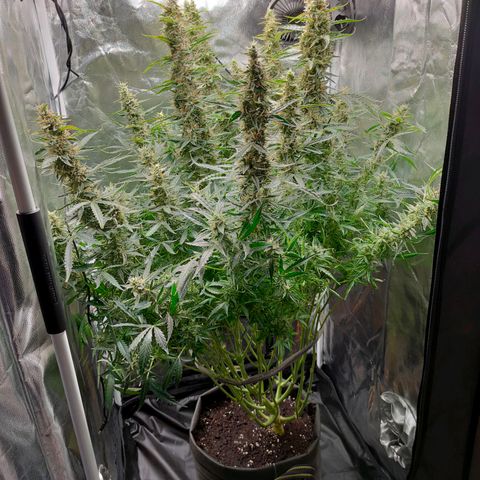 Skywalker  growlog timeline photo