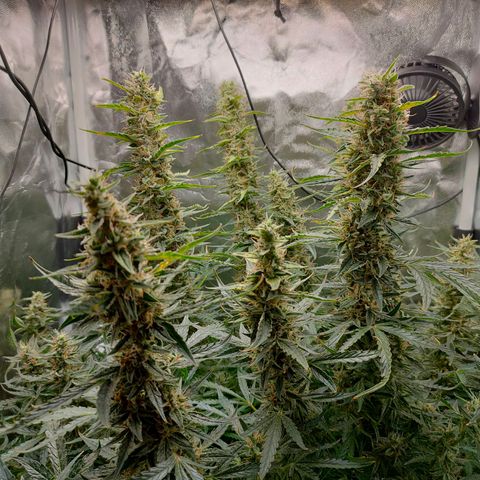 Skywalker  growlog timeline photo