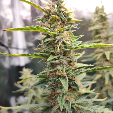 Skywalker  growlog timeline photo