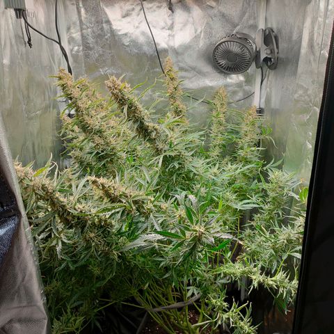 Skywalker  growlog timeline photo