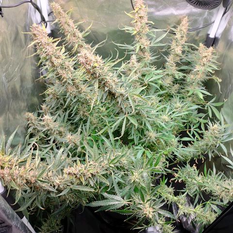 Skywalker  growlog timeline photo