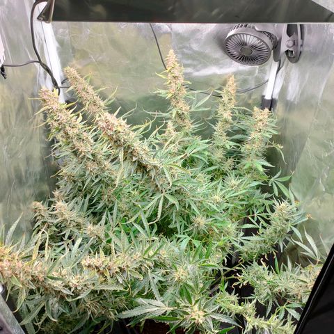 Skywalker  growlog timeline photo