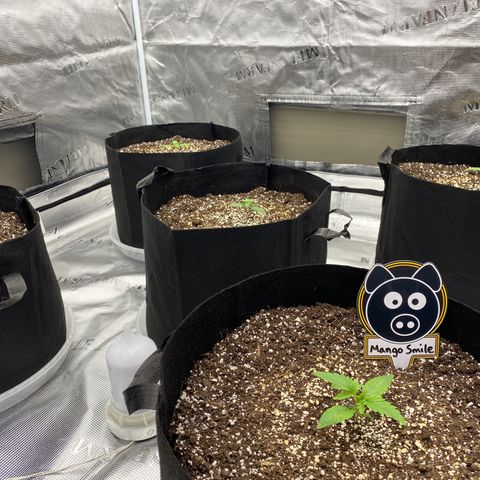 Mango Smile - Mephisto Genetics  growlog photo: Don’t mind my “humidifier”
Let them dry out today, tomorrow morning water with 6.5 ph. 