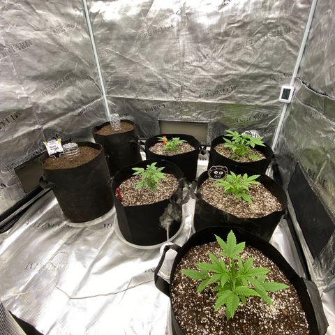 Mango Smile - Mephisto Genetics  growlog photo: Topped 2 in the middle, the other 3 will recieve  just LST. 