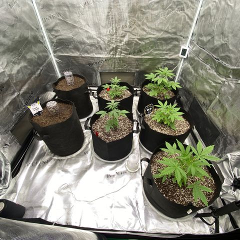 Mango Smile - Mephisto Genetics  growlog photo: Red stakes have been topped. Day 20 all plants start LST. 