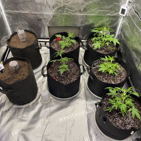 Mango Smile - Mephisto Genetics  growlog photo: Red stakes have been topped. Day 20 all plants start LST. 