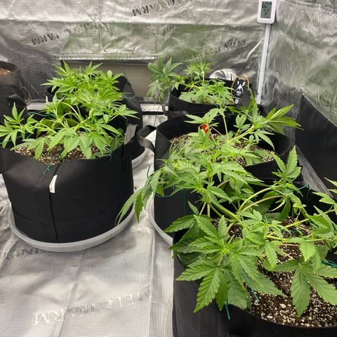 Mango Smile - Mephisto Genetics  growlog photo: LST and leaf tucking. A never ending process. Maybe 3 times a day with the leaf tucking