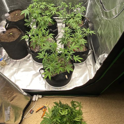 Mango Smile - Mephisto Genetics  growlog timeline photo
