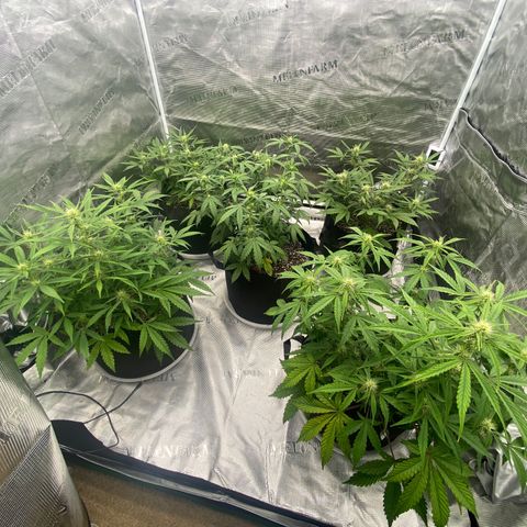 Mango Smile - Mephisto Genetics  growlog photo: Defoil and lite lollipop. 