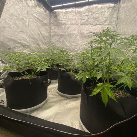 Mango Smile - Mephisto Genetics  growlog photo: Defoil and lite lollipop. 