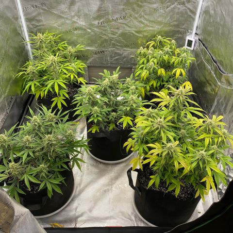 Mango Smile - Mephisto Genetics  growlog photo: Mag def caused 4 plants really suffer with nutrients. I learned mag def can cause def with like 7 or 8 different nutrients. Just from mag! Shesh. 4 more weeks left 